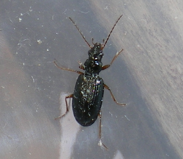 Piccolo carabide - Ocydromus gudenzii